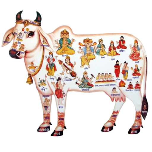 Cow